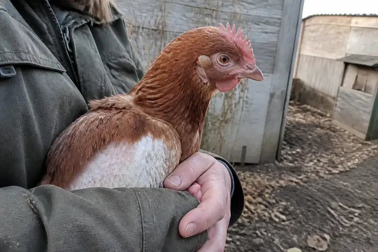 Gezondheid en ziektes bij kippen (35)