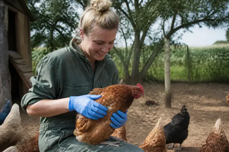 Gezondheid en ziektes kippen