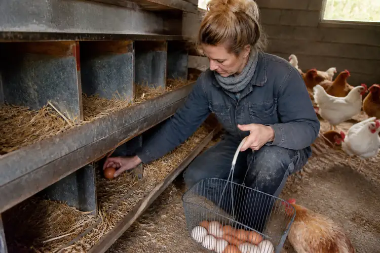 Eieren leggen en bewaren
