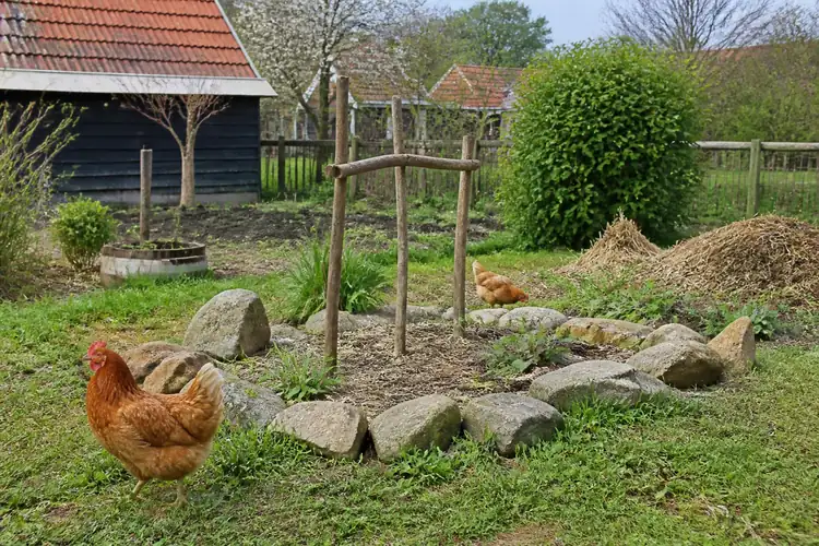 Tuin inrichten kippen
