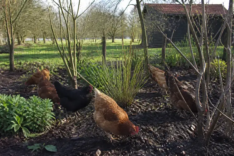 Tuin inrichten voor kippen (20)